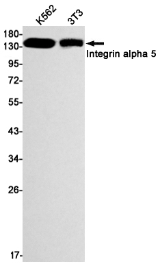 [KO]Integrin alpha 5 Rabbit mAb ABZ4742