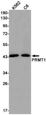 [KO]PRMT1 Rabbit mAb ABZ4745