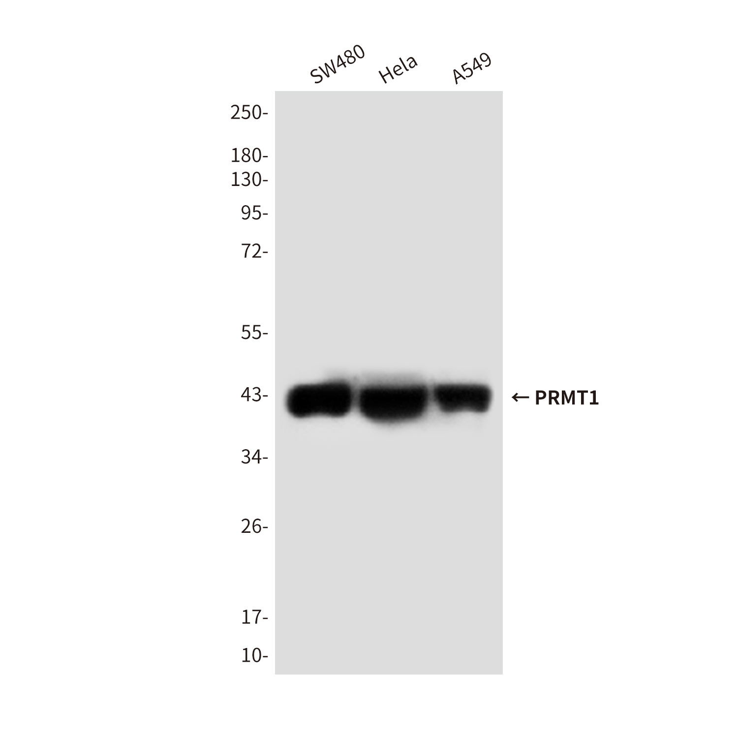PRMT1 (4E9) Mouse mAb ABZ4748