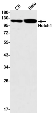 Notch1 Rabbit mAb ABZ4752