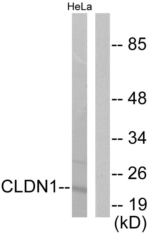 Claudin 1 Rabbit pAb ABZ4753