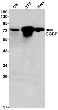 [KD]CGBP Rabbit mAb ABZ4759