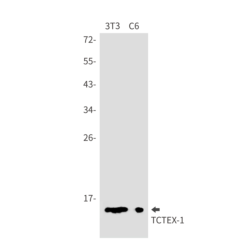 [KD]TCTEX-1 Rabbit mAb ABZ4767