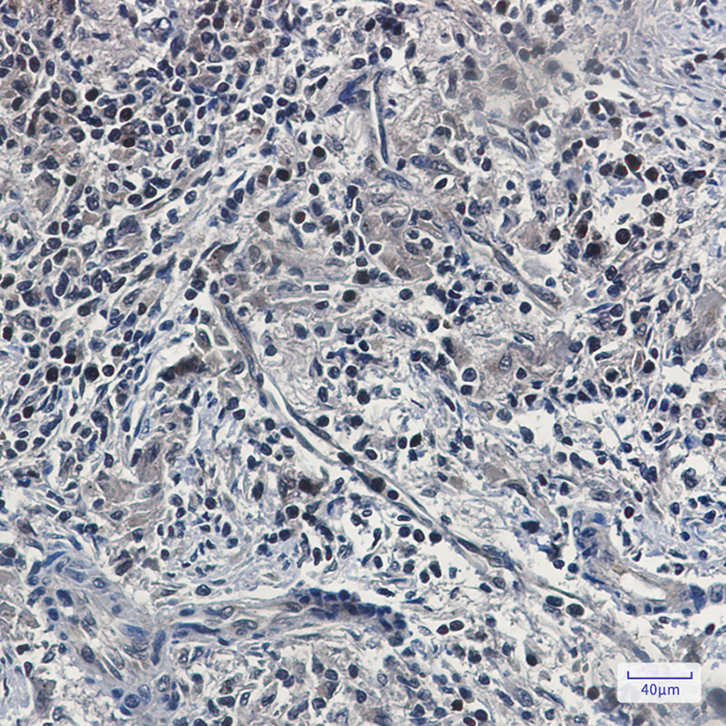 [KD]UFM1 Rabbit mAb ABZ4768
