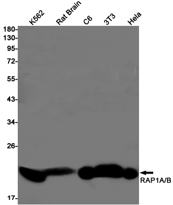 [KD]RAP1A + RAP1B Rabbit mAb ABZ4770