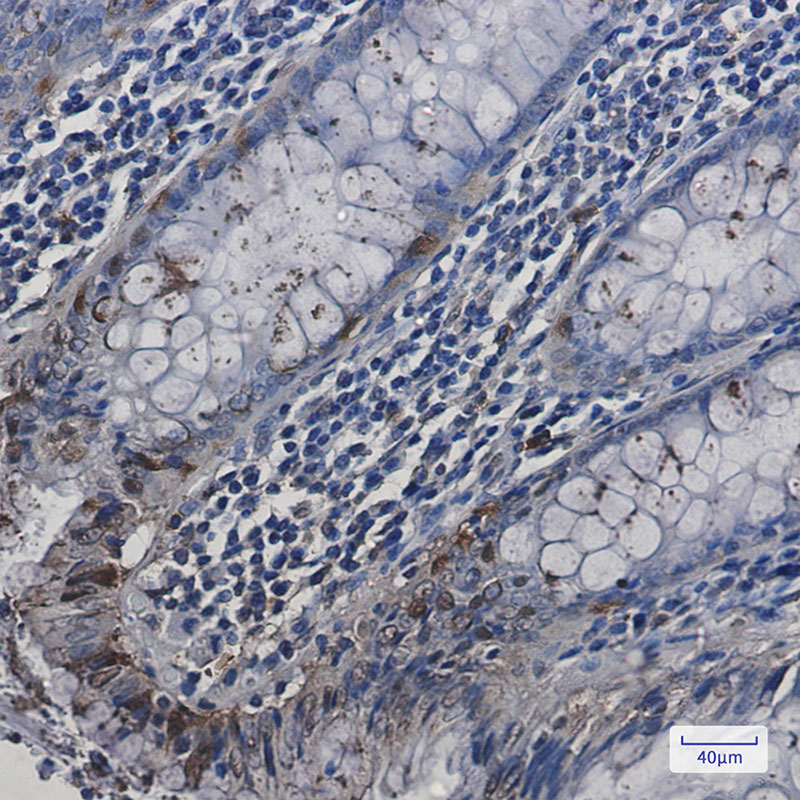 [KO]HspA2 Rabbit mAb ABZ4772