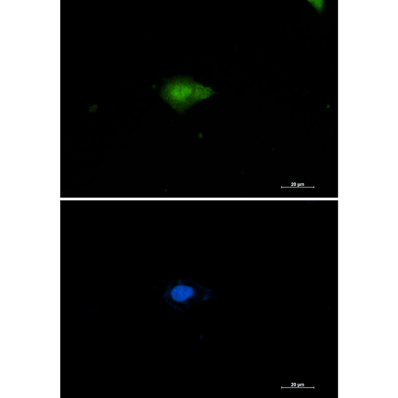 [KD]Nampt Rabbit mAb ABZ4776