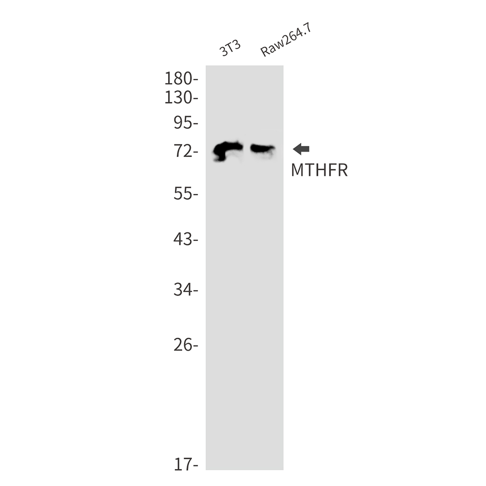 [KD]MTHFR Rabbit mAb ABZ4777