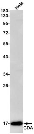 [KO]CDA Rabbit mAb ABZ4788