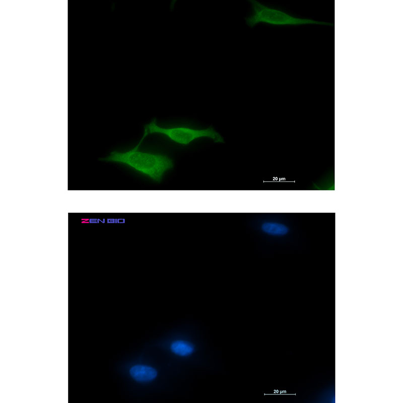 [KO]COX5B Rabbit mAb ABZ4789
