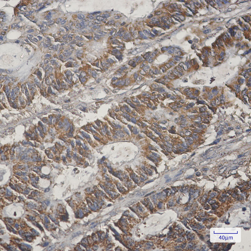 [KO]COX5B Rabbit mAb ABZ4789