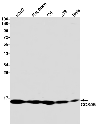 [KO]COX5B Rabbit mAb ABZ4789