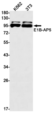 [KO]E1B AP5 Rabbit mAb ABZ4791