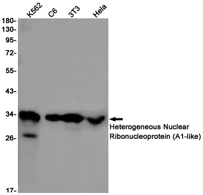 [KD]HNRNPA1L2 Rabbit mAb ABZ4794