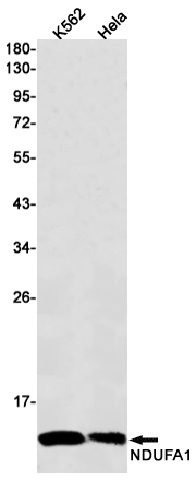 [KD]NDUFA1 Rabbit mAb ABZ4796