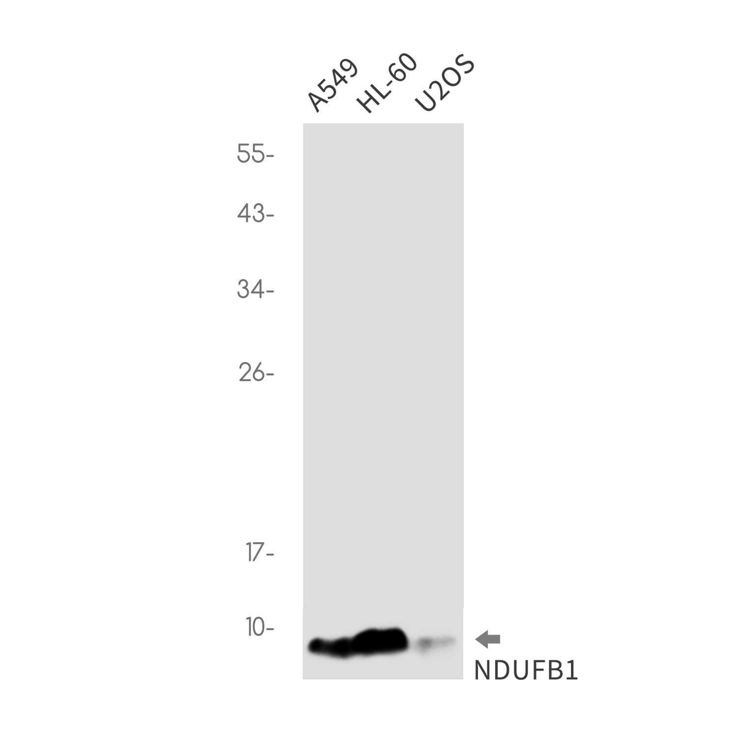 [KO]NDUFB1 Rabbit mAb ABZ4799