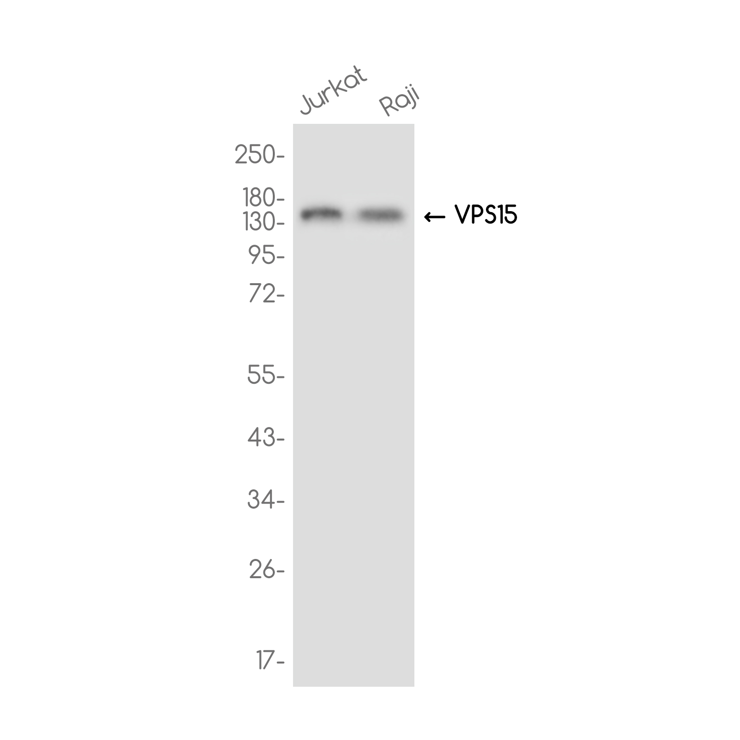 [KD]PI 3 Kinase p150 Rabbit mAb ABZ4805