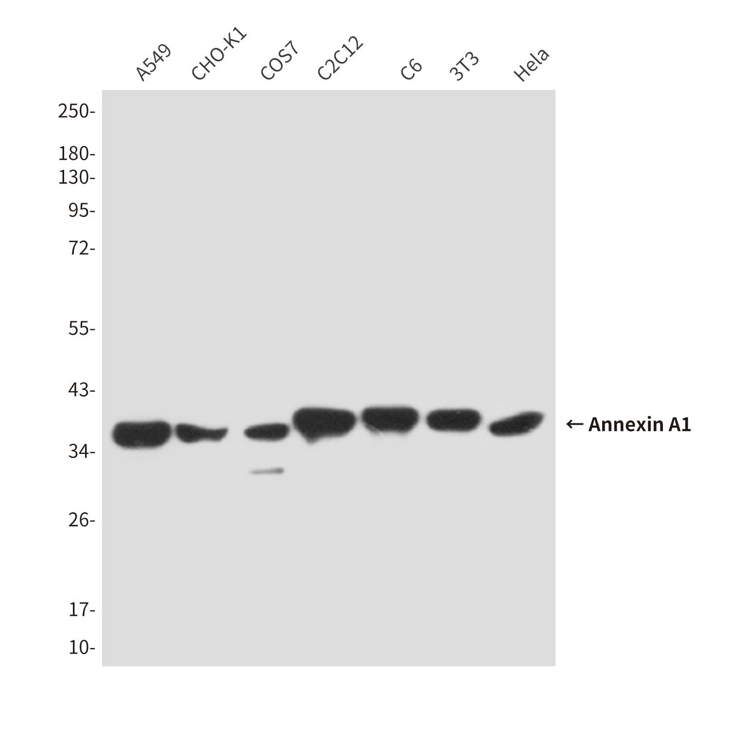 [KO]Annexin A1 (5E4D8) Mouse mAb ABZ4809