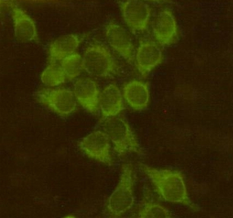 [KD]Bid (3C5) Mouse mAb ABZ4812