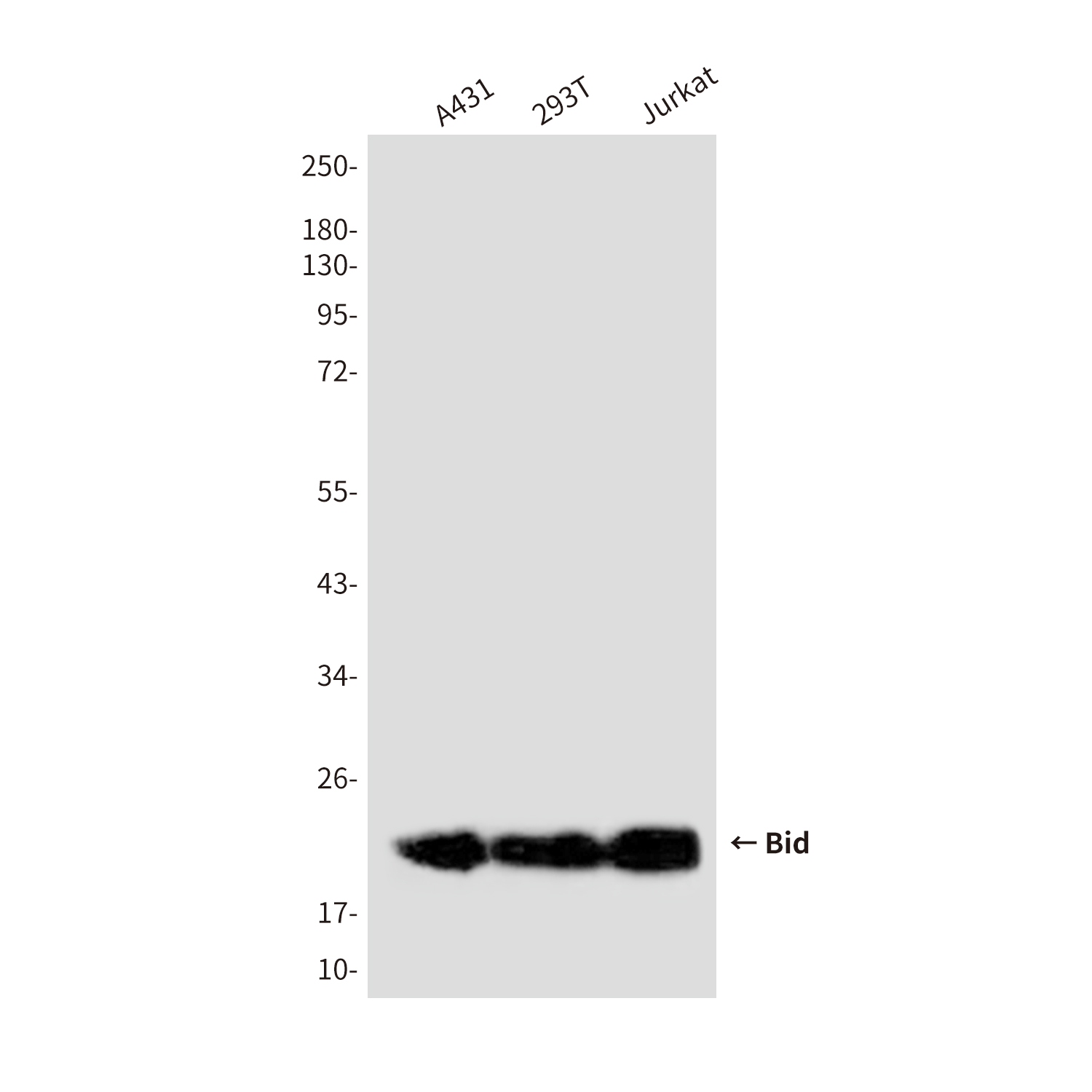 [KD]Bid (3C5) Mouse mAb ABZ4812