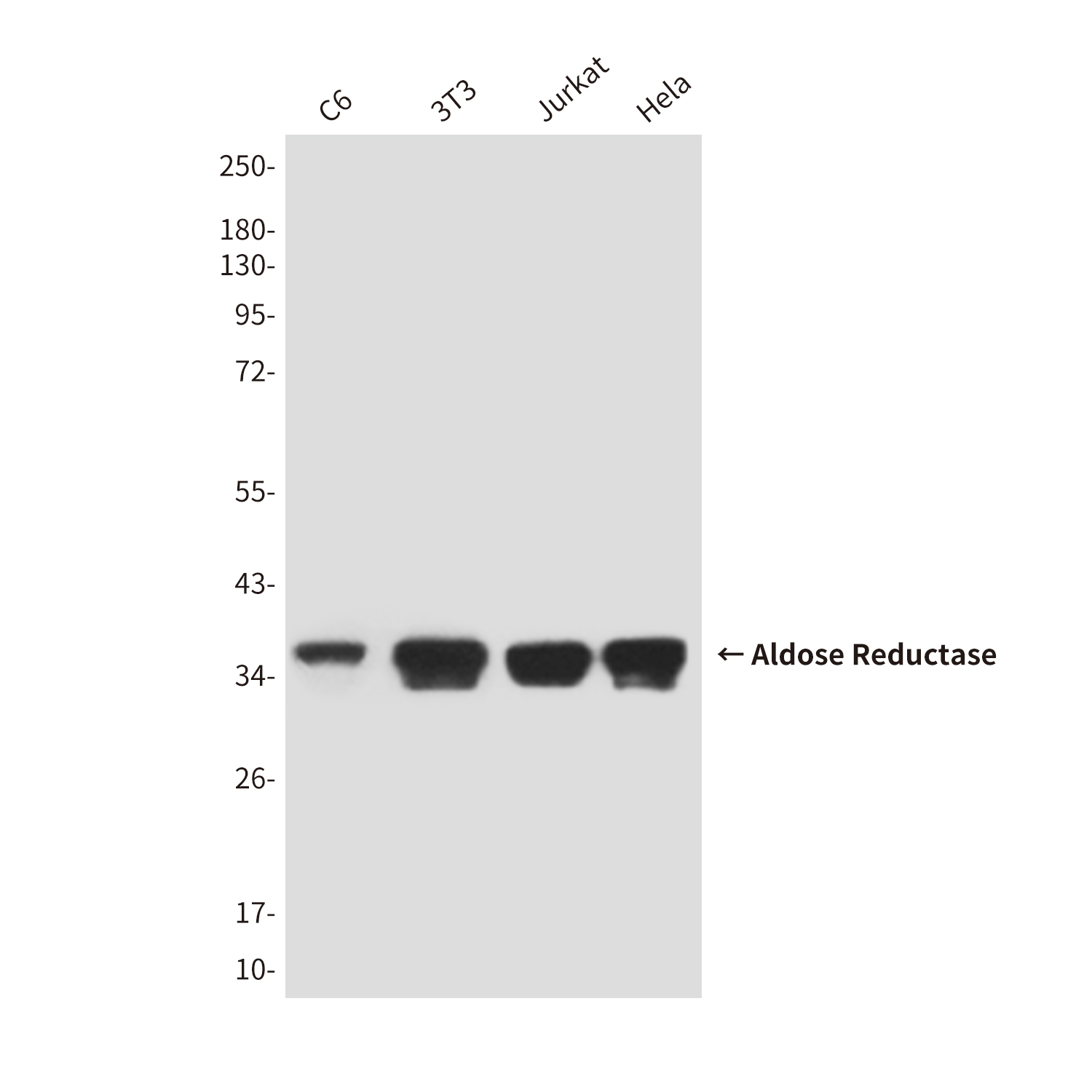 [KO]Aldose Reductase (4G9) Mouse mAb ABZ4813