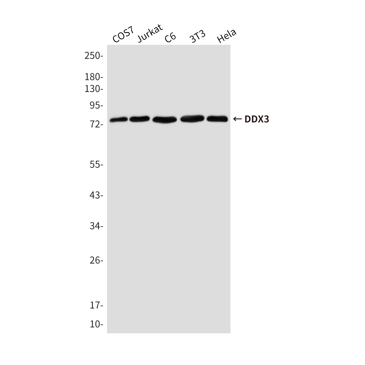 [KD]DDX3 Mouse mAb ABZ4815