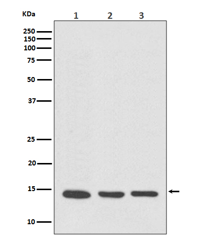 [KO]VAMP8/EDB Rabbit mAb ABZ4816