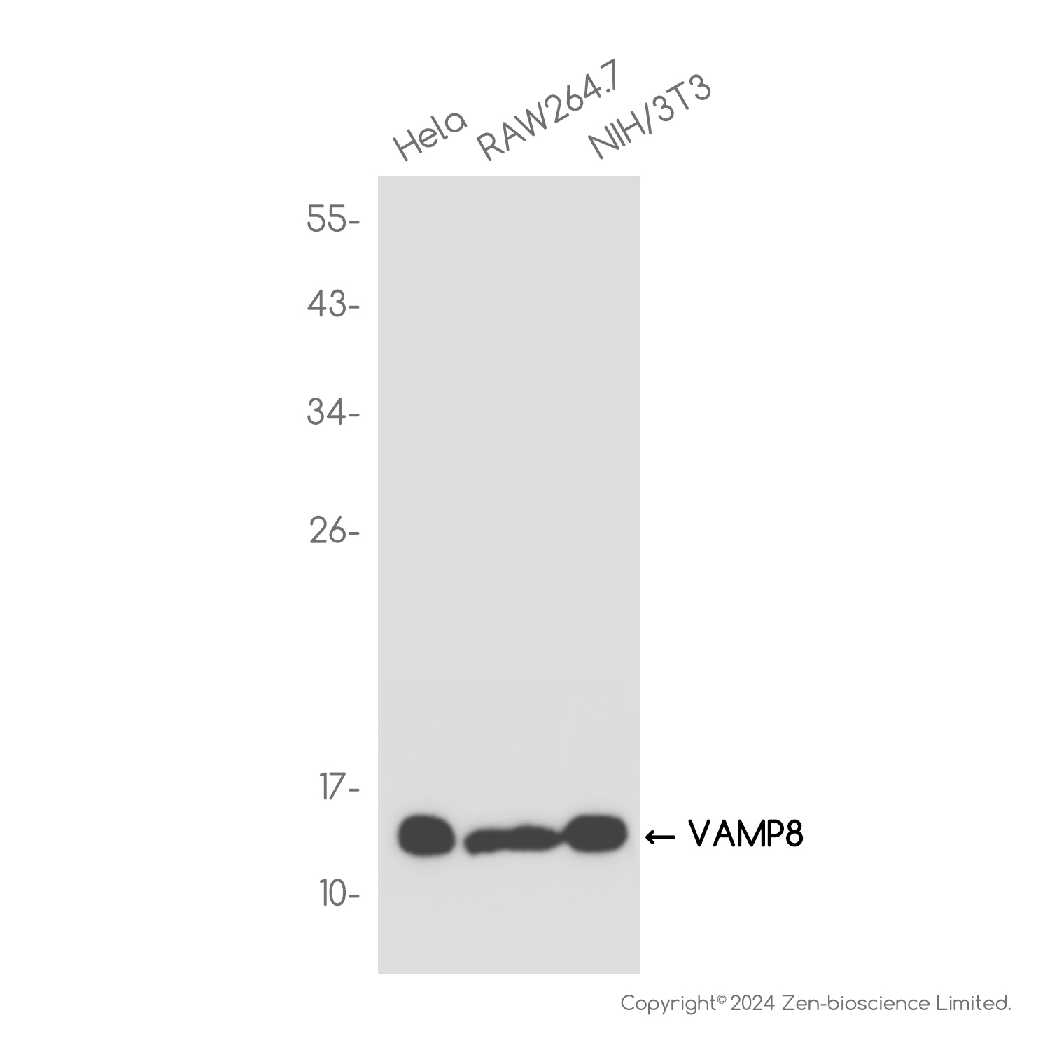 [KO]VAMP8/EDB Rabbit mAb ABZ4816