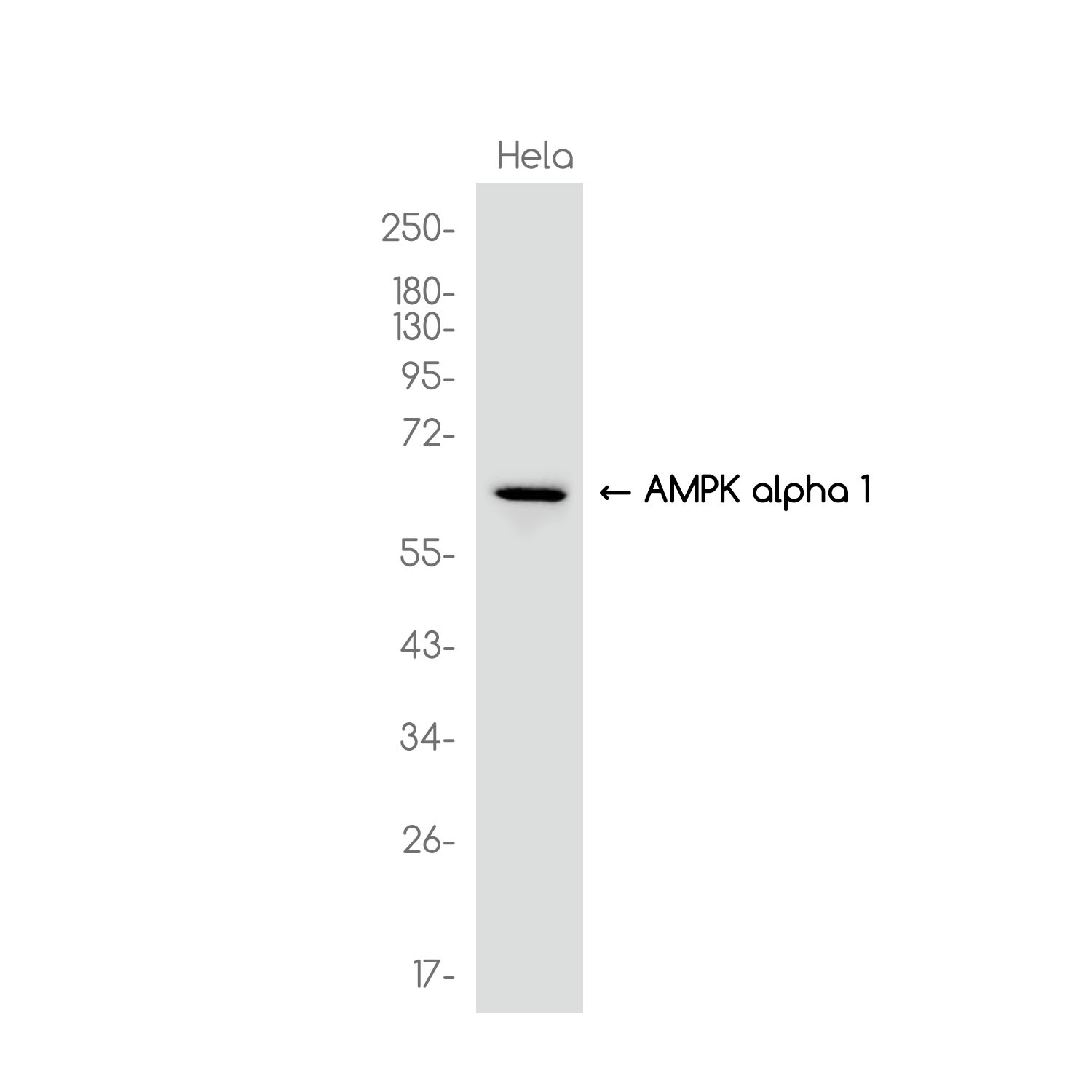 [KD]AMPK alpha 1 Rabbit mAb ABZ4821