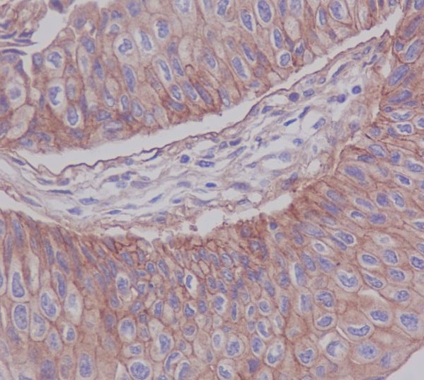 Junctional Adhesion Molecule 1/JAM-A Rabbit mAb ABZ4826