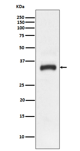 Junctional Adhesion Molecule 1/JAM-A Rabbit mAb ABZ4826