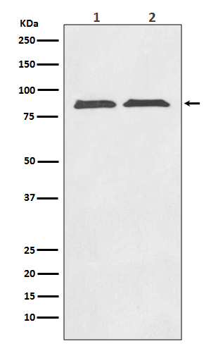 Axin 2 Rabbit mAb ABZ4828