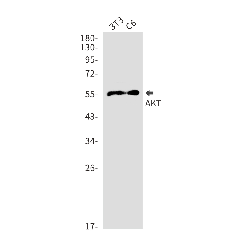 AKT Rabbit mAb ABZ4830