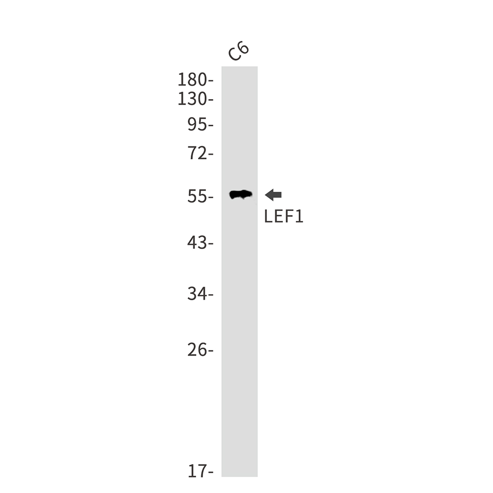 LEF1 Rabbit mAb ABZ4832
