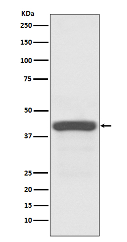 ATG3 Rabbit mAb ABZ4838