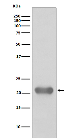 SMAC Rabbit mAb ABZ4840