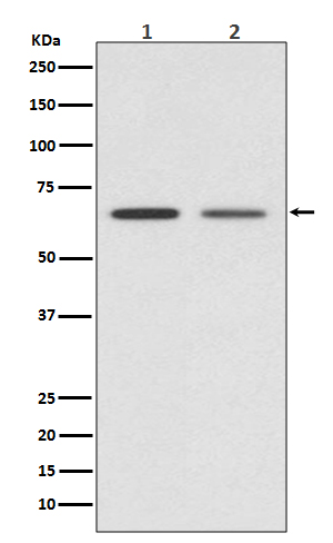 GAD67 Rabbit mAb ABZ4852
