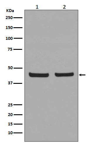 PHD1/prolyl hydroxylase Rabbit mAb ABZ4855