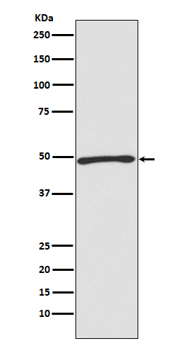 ATG4C Rabbit mAb ABZ4856