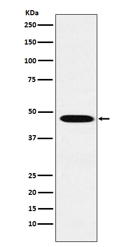Wnt2b Rabbit mAb ABZ4857