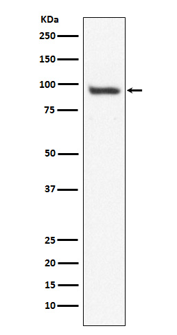USP13 Rabbit mAb ABZ4858