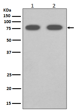 SR-BI Rabbit mAb ABZ4861