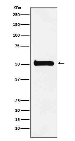 ULK3 Rabbit mAb ABZ4865