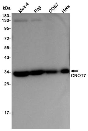 CNOT7 Rabbit mAb ABZ4866