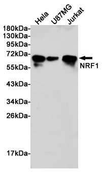 NRF1 Rabbit mAb ABZ4870