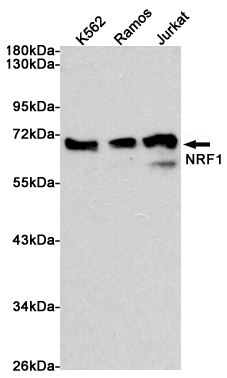 NRF1 Rabbit mAb ABZ4870