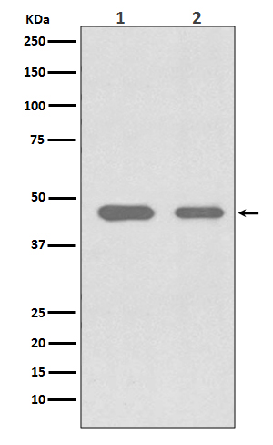 CDC37 Rabbit mAb ABZ4872