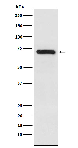 TRIM25 Rabbit mAb ABZ4882