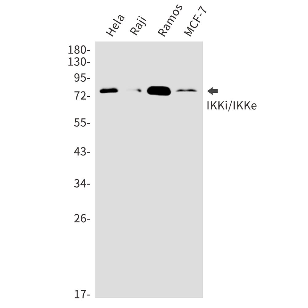 IKK epsilon Rabbit mAb ABZ4883