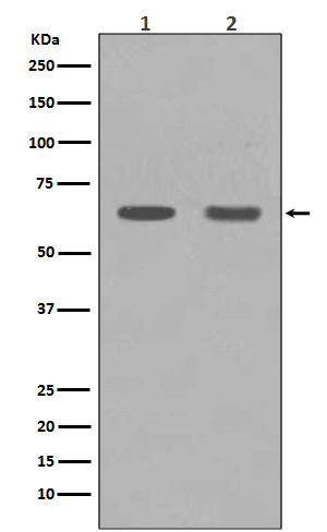 HDAC1 Rabbit mAb ABZ4889